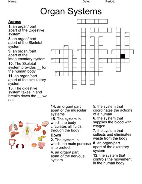 Organ Systems Puzzle .